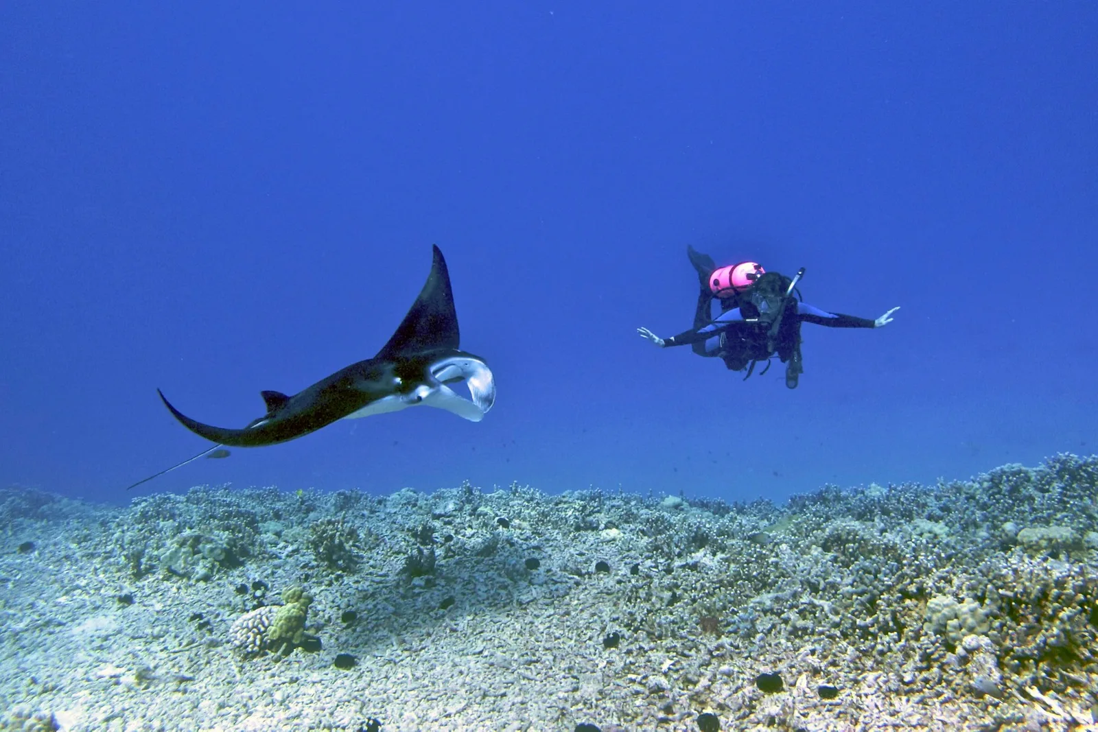 Mergulhadora ao lado de uma manta jovem sobre o recife da costa de Kona, no Havaí