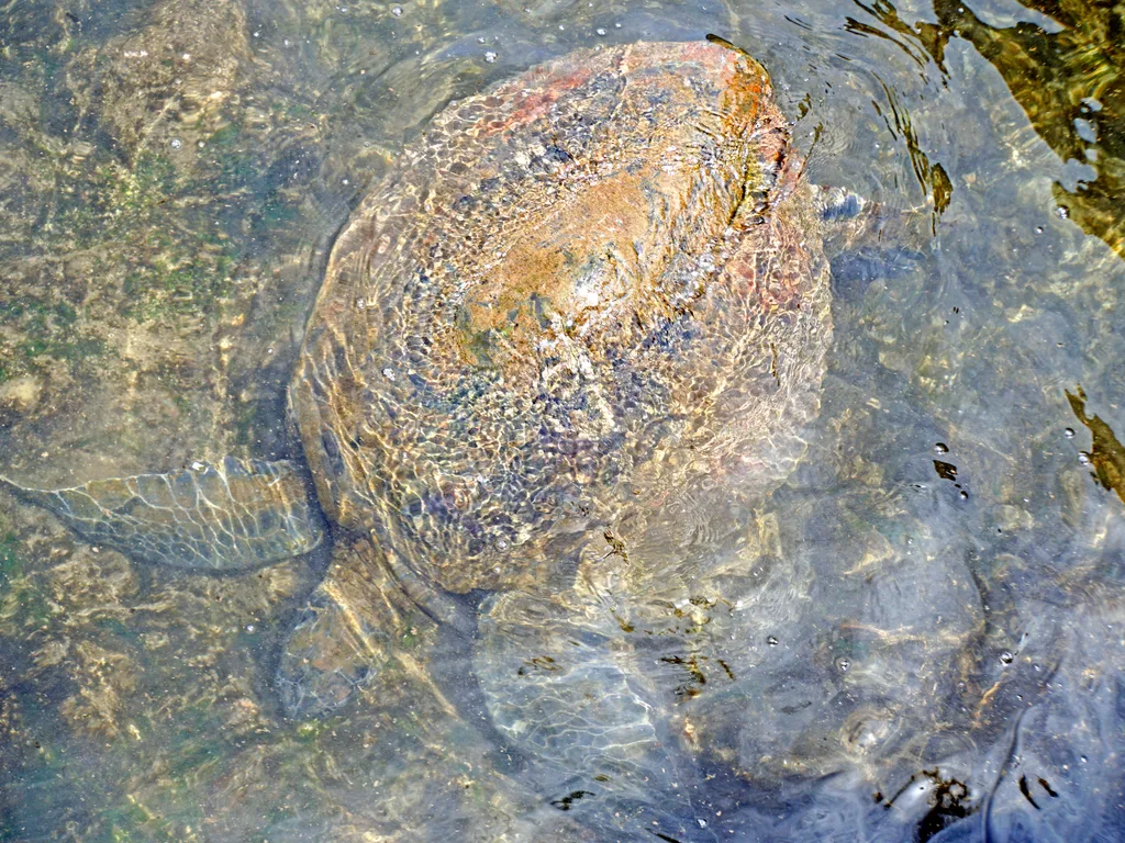 Tartaruga-marinha junto ao píer de Hanga Roa O Tai, na Ilha de Páscoa