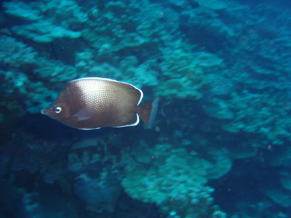 Peixe-borboleta-da-ilha-de-páscoa, espécie endêmica, sobre o coral de Rapa Nui