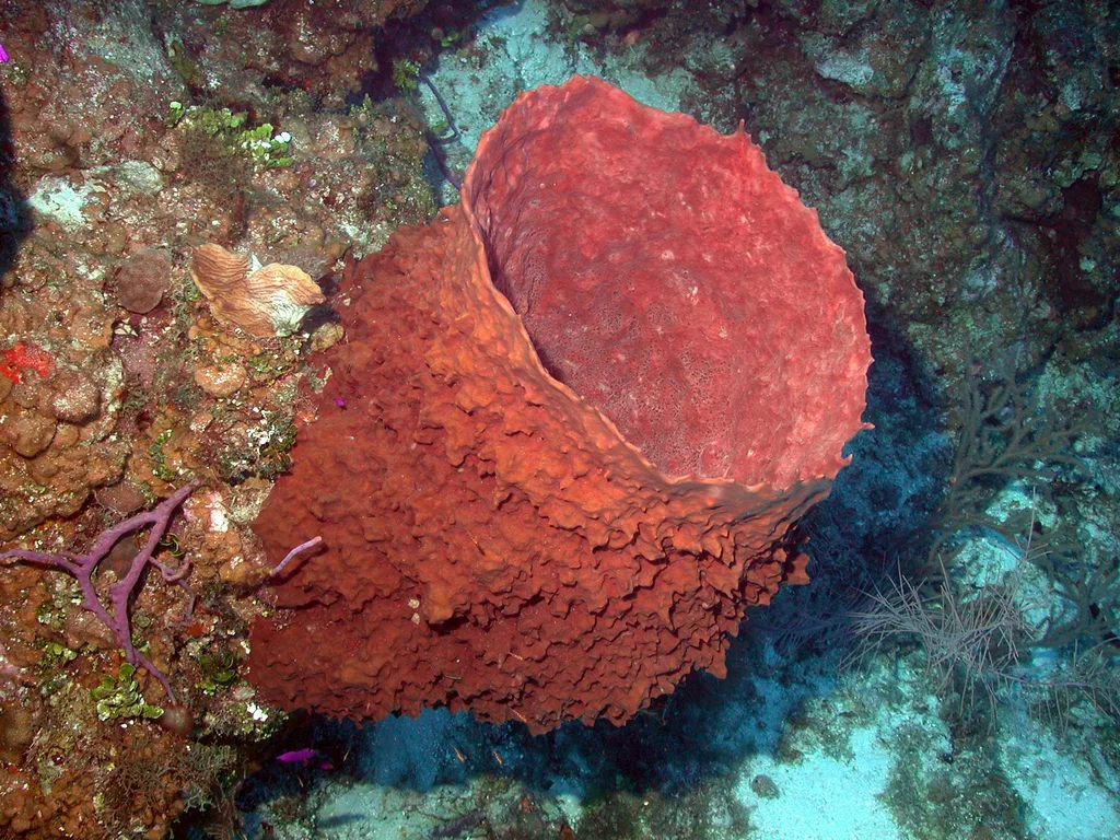 Esponja-barril gigante na parede de recife de Little Cayman