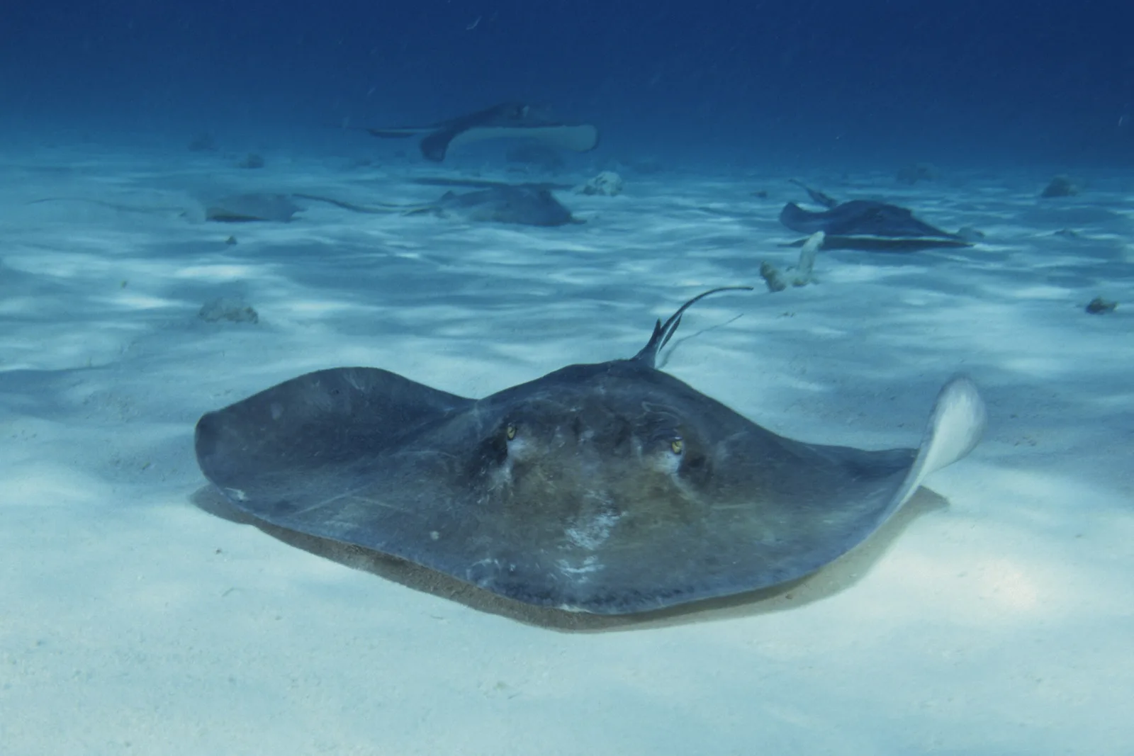 Arraias-americanas sobre o fundo de areia de Stingray City, em Grand Cayman