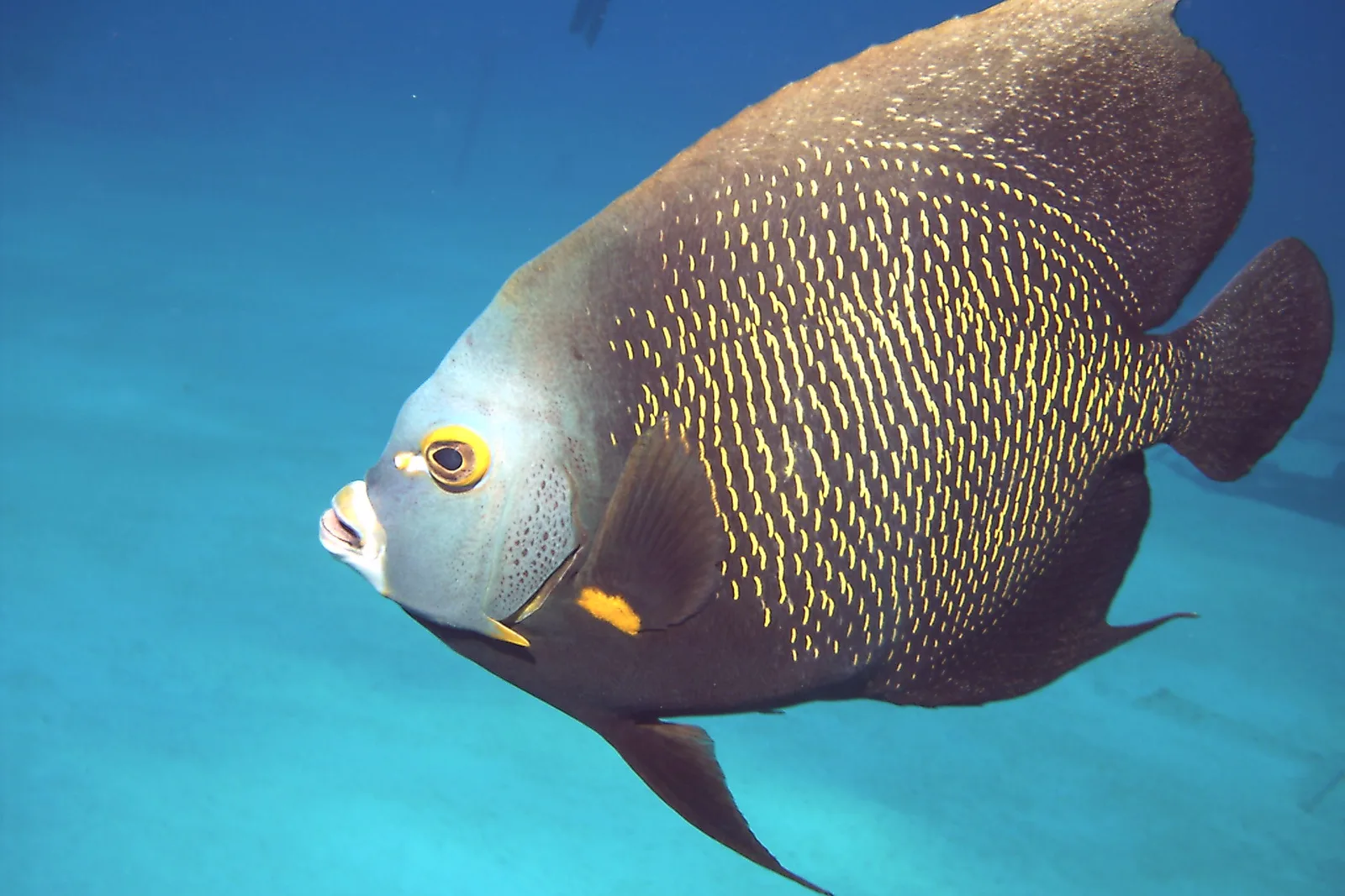 Peixe-anjo-francês em mergulho em Grand Cayman