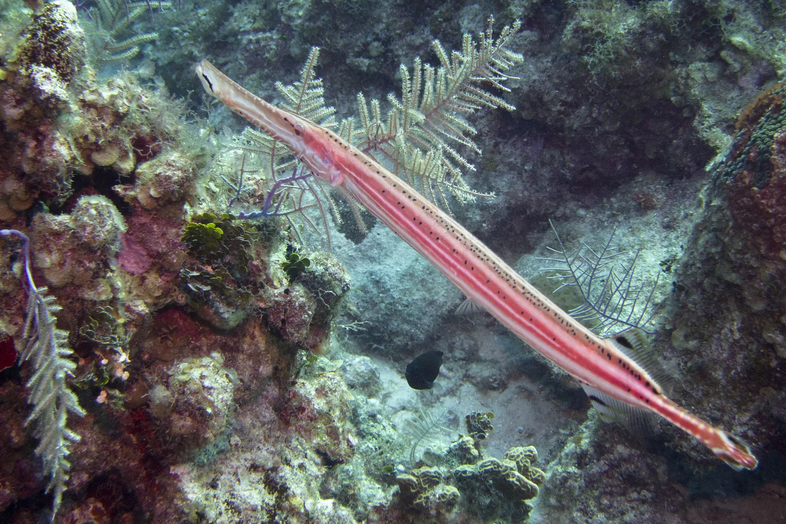 Peixe-trombeta entre gorgônias no recife de Grand Cayman