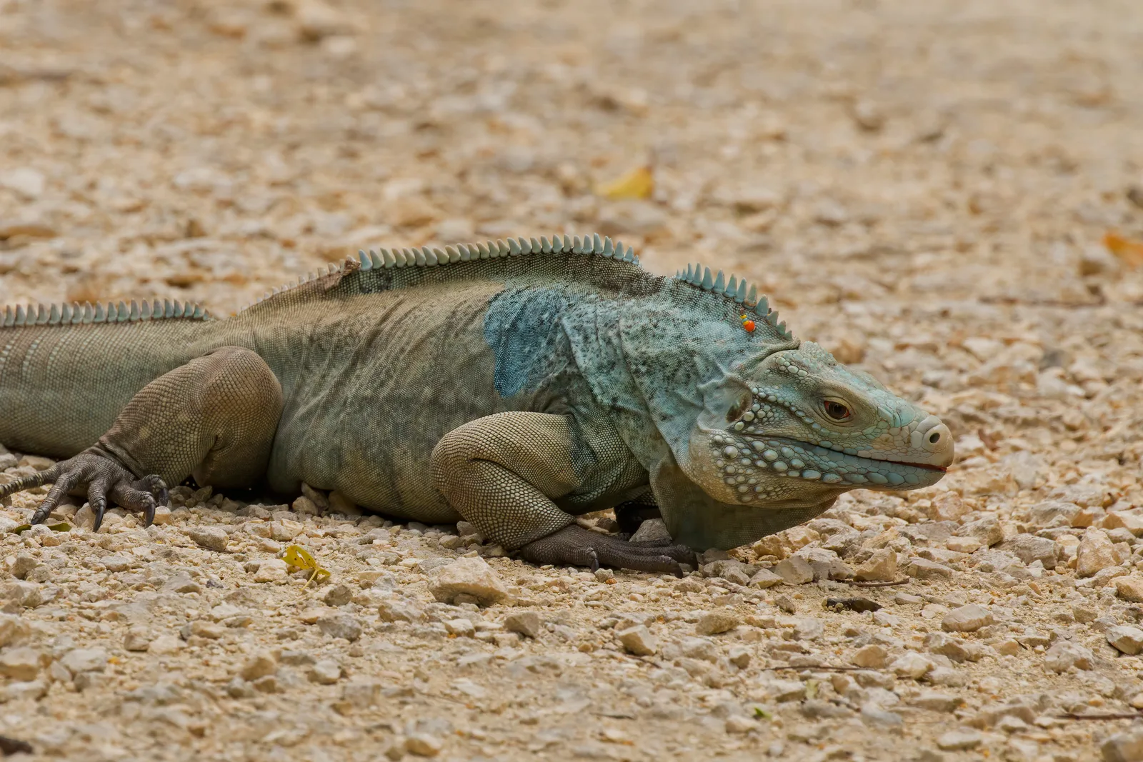 Iguana-azul, espécie endêmica de Grand Cayman, no Queen Elizabeth II Botanic Park
