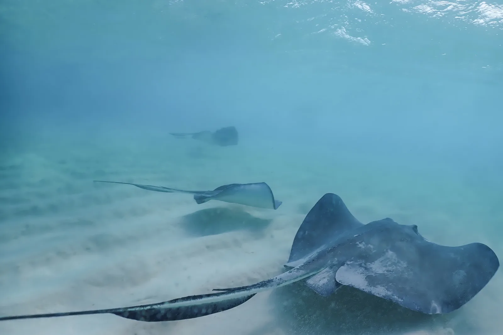 Arraias-americanas nadando sobre a areia de Stingray City, em Grand Cayman