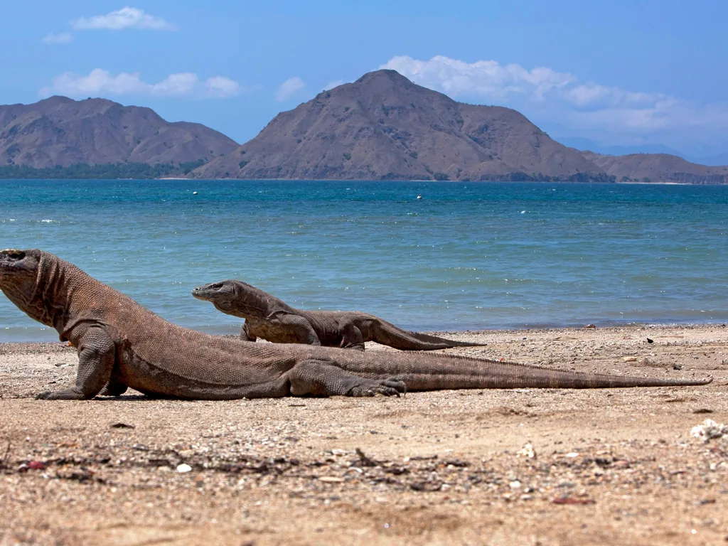 Dois dragões-de-komodo numa praia do Parque Nacional de Komodo, na Indonésia