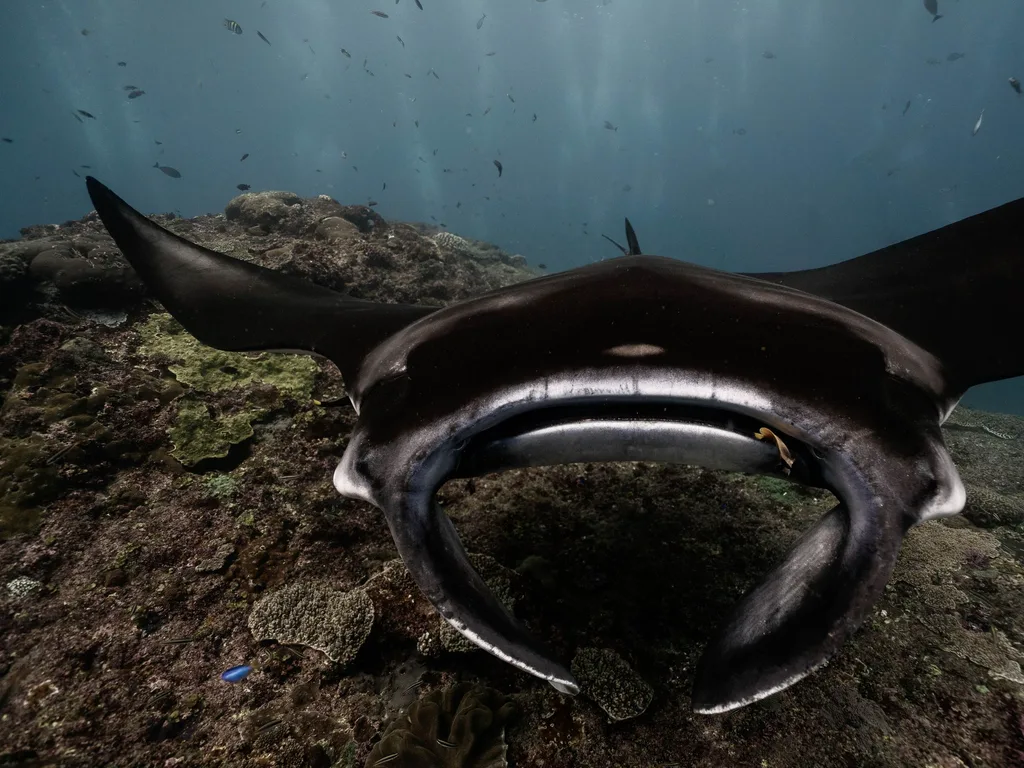 Arraia-manta nadando sobre recife de coral em Bali, Indonésia