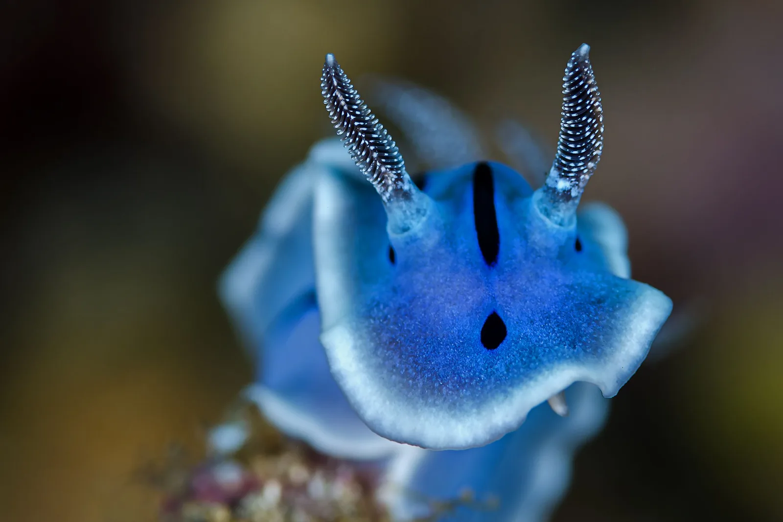 Nudibrânquio azul sobre coral, no Norte de Sulawesi, Indonésia
