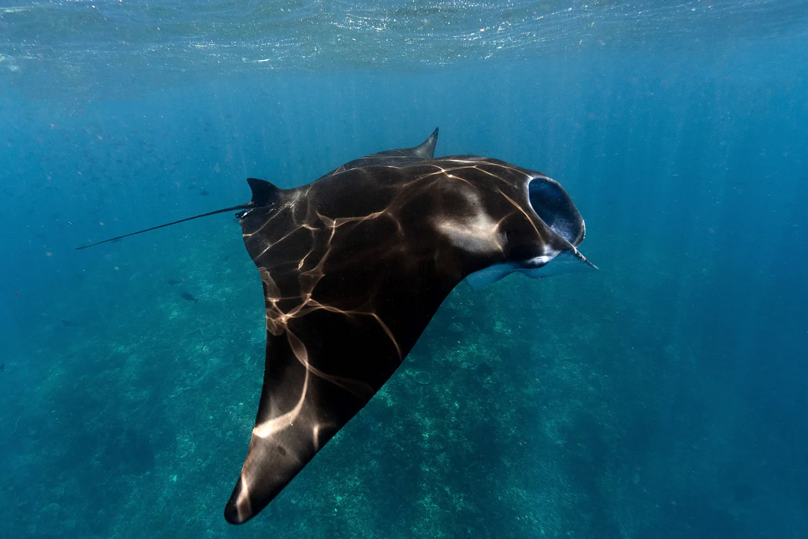 Arraia-manta nadando em águas azuis tropicais