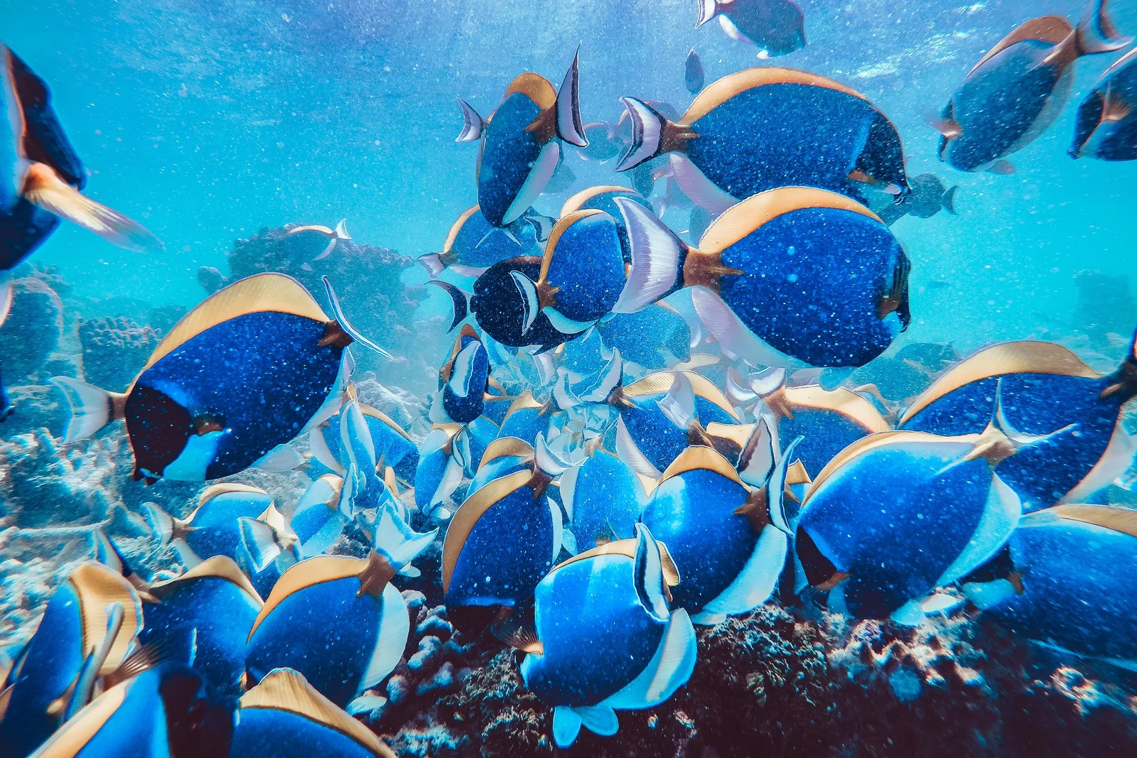 Cardume de peixes-cirurgião azuis sobre recife de coral tropical
