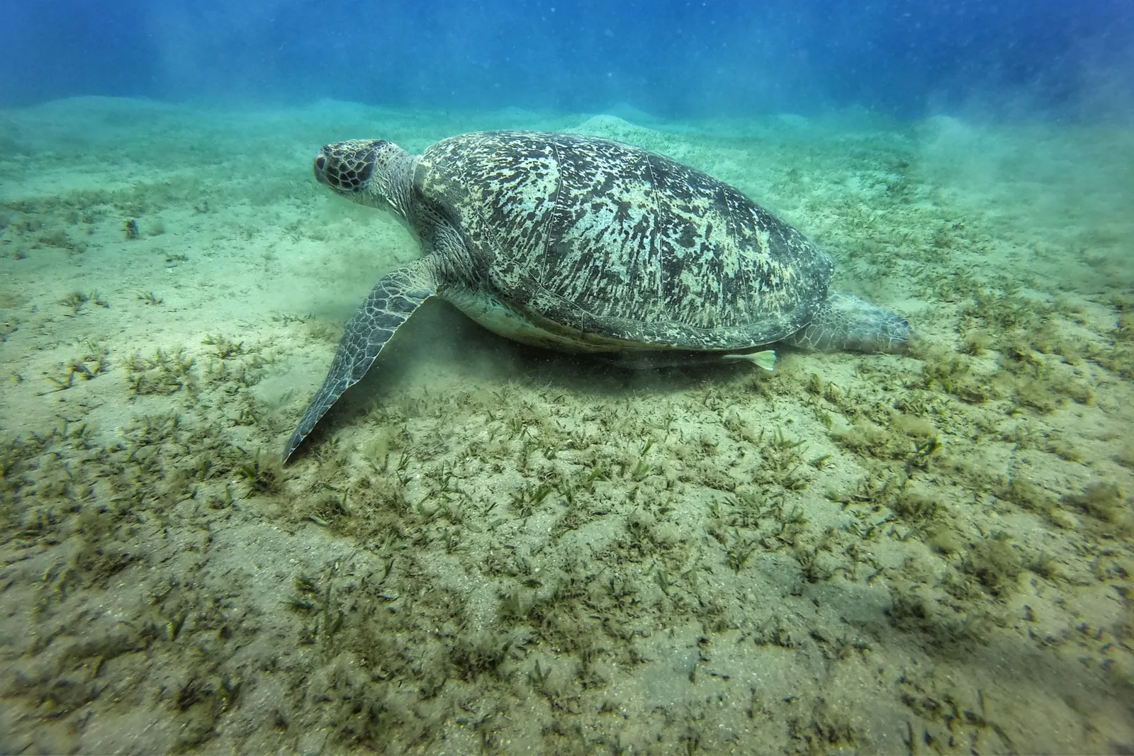 Tartaruga-verde pastando sobre uma pradaria de capim-marinho