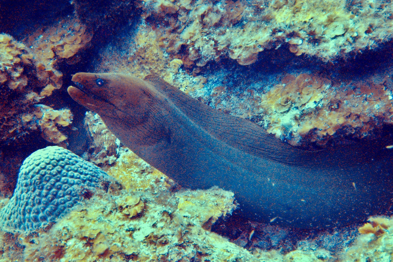 Moreia-verde saindo de uma fenda do recife ao lado de um coral-cérebro