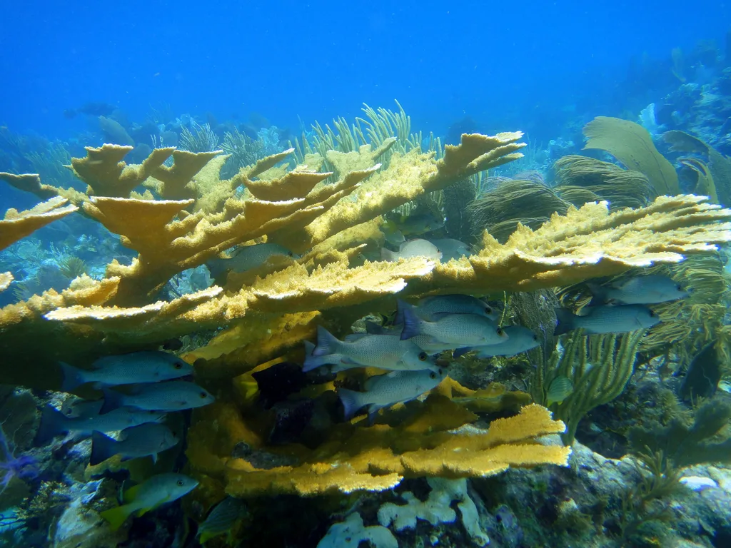 Corais e cardume de peixes no Molasses Reef, em Key Largo