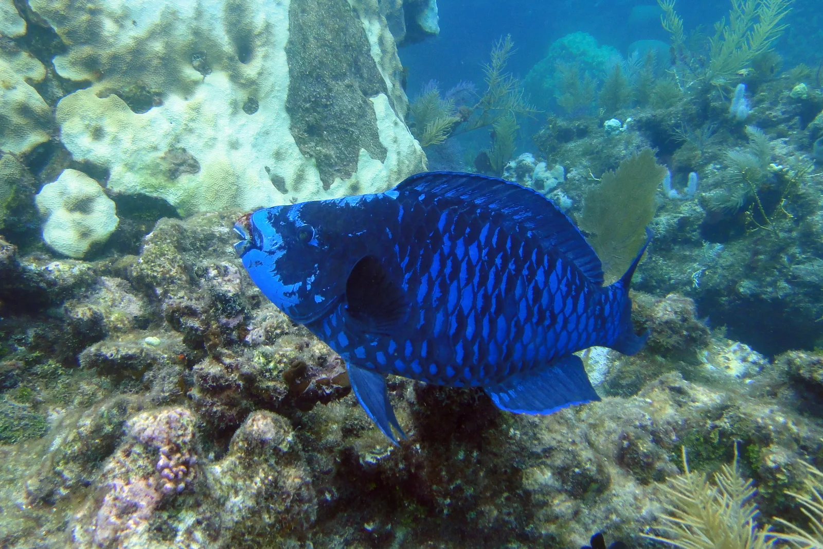 Peixe-papagaio-meia-noite azul no recife externo do Molasses Reef, em Key Largo