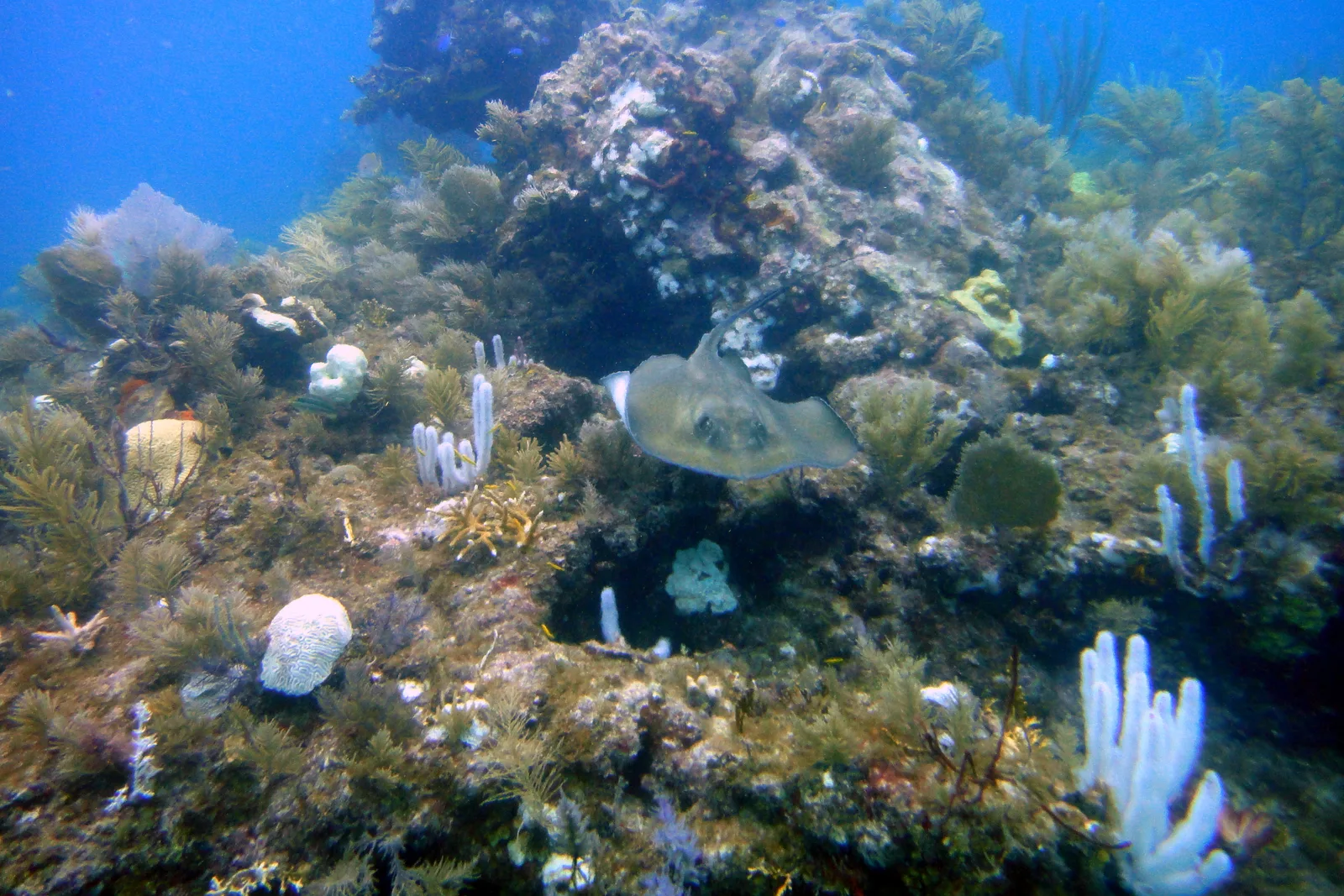Raia sobre o recife do French Reef, em Key Largo