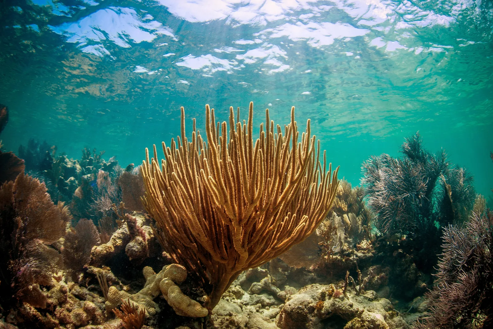 Gorgônias em recife raso do Santuário Marinho Nacional das Florida Keys