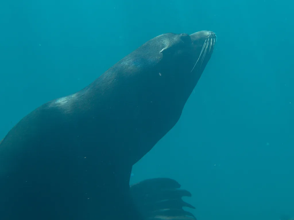 Lobo-marinho-da-califórnia nadando no Mar de Cortez, em Baja California Sur