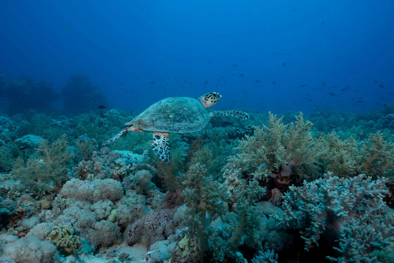 Tartaruga marinha sobre recife de coral