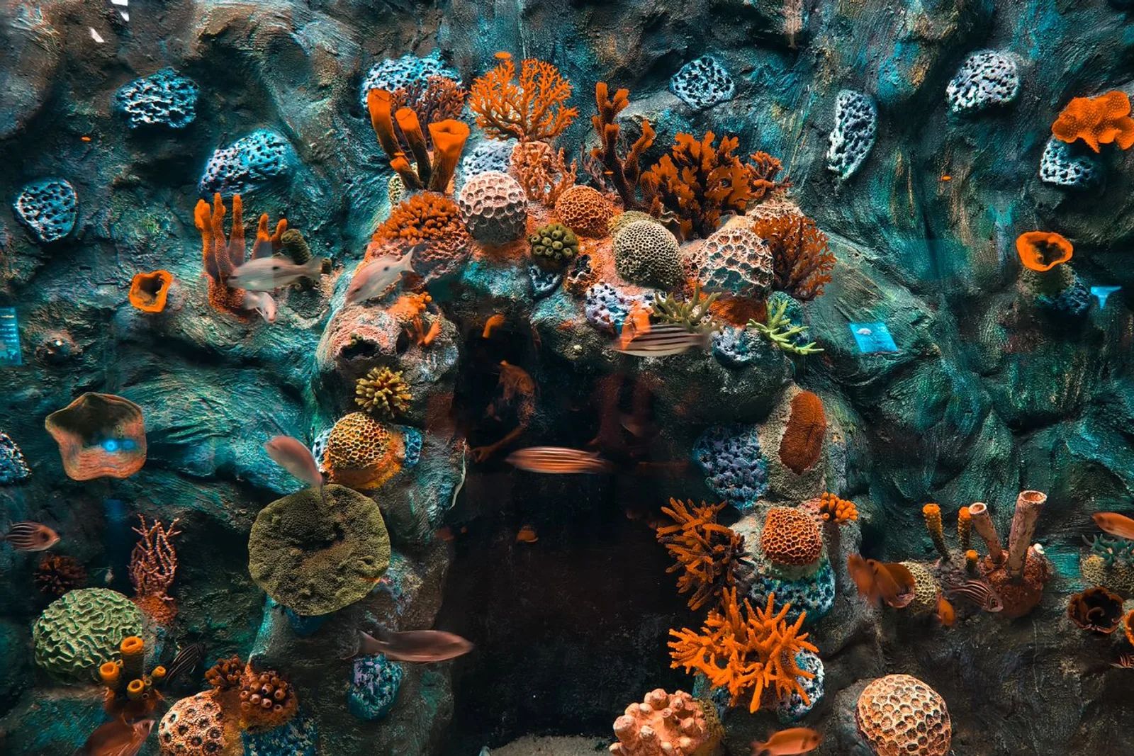 Recife de coral vibrante com vida marinha diversa