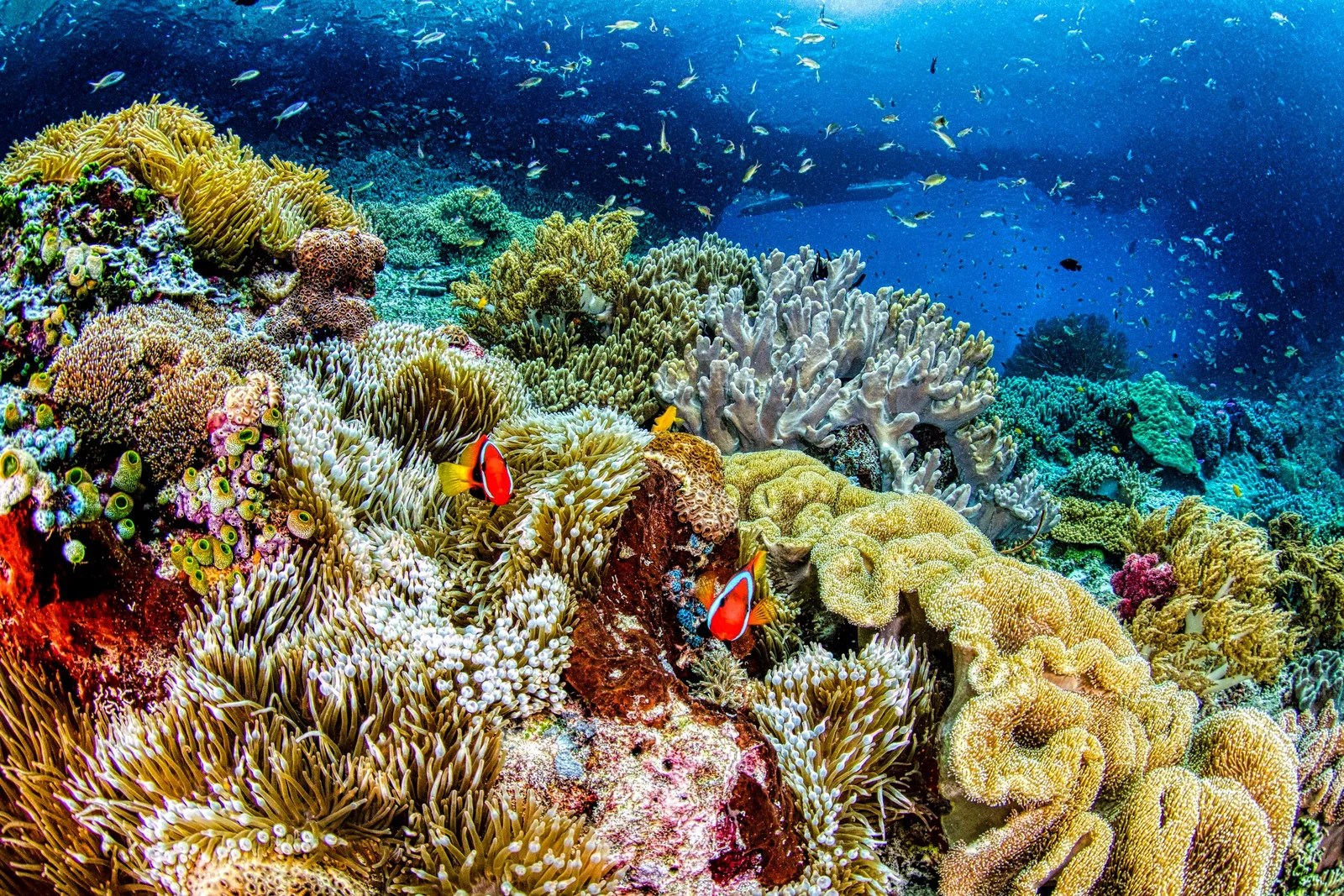 Recife de coral colorido com peixes tropicais