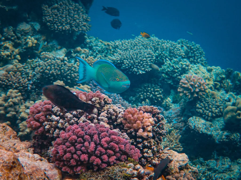 Recife de coral com cardume tropical em mar aberto