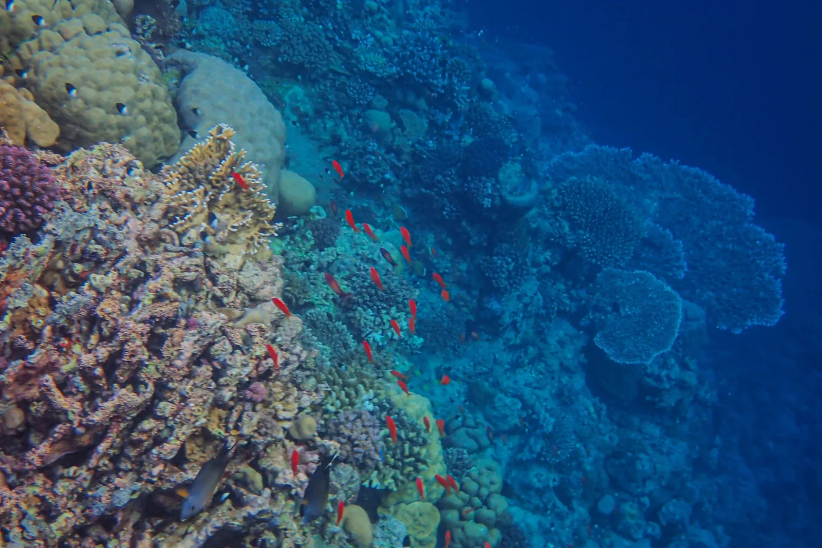 Recife de coral vibrante com cardume tropical colorido
