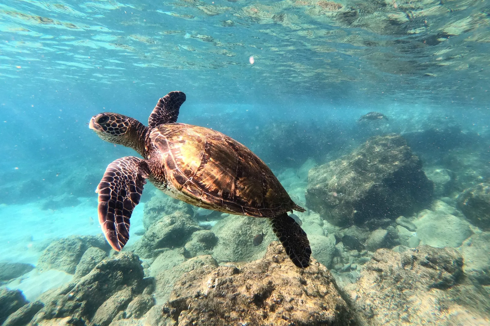 Tartaruga marinha em águas cristalinas