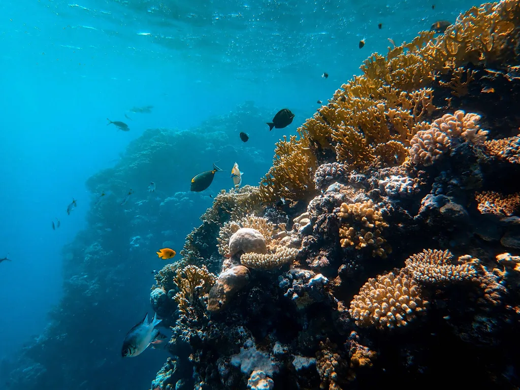 Parede de coral com peixes em águas tropicais claras