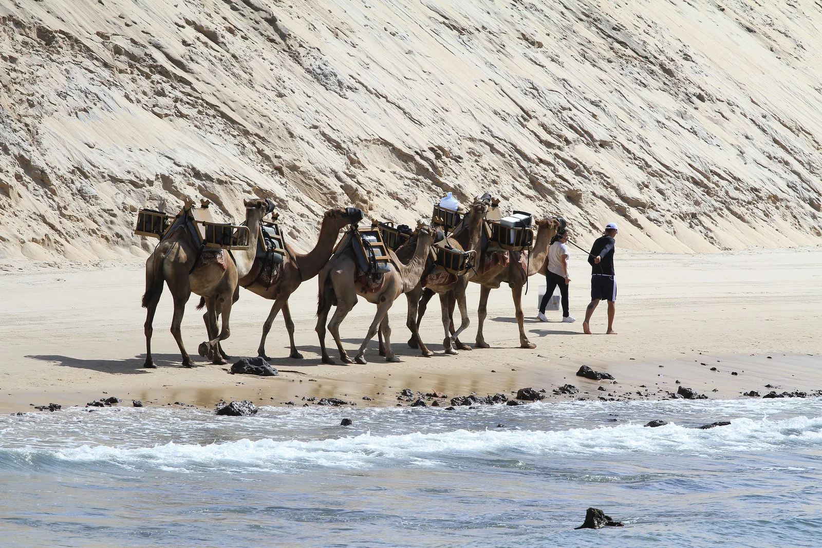 Passeio de dromedários junto às dunas de Genipabu