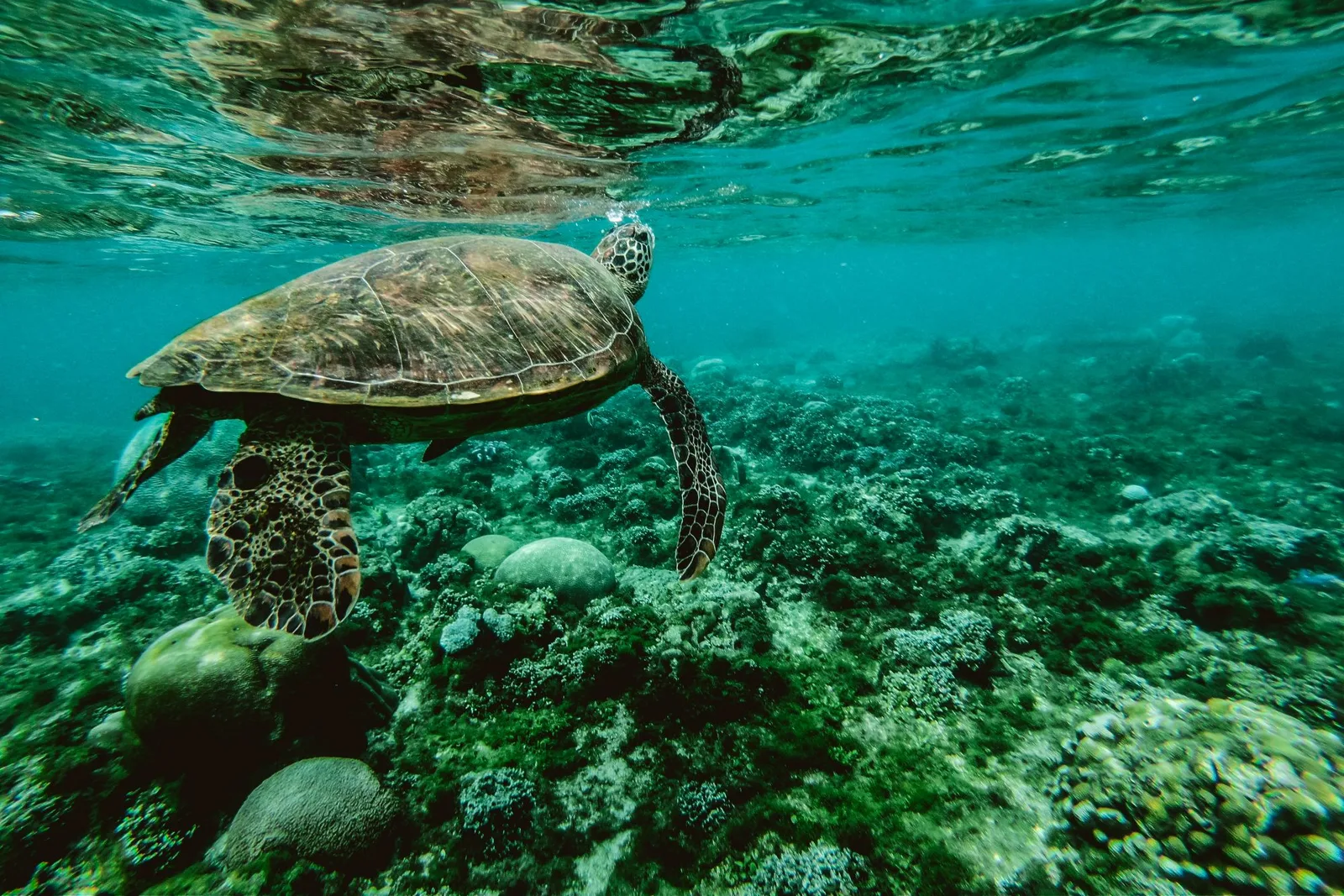 Tartaruga-verde nadando sobre um recife de coral