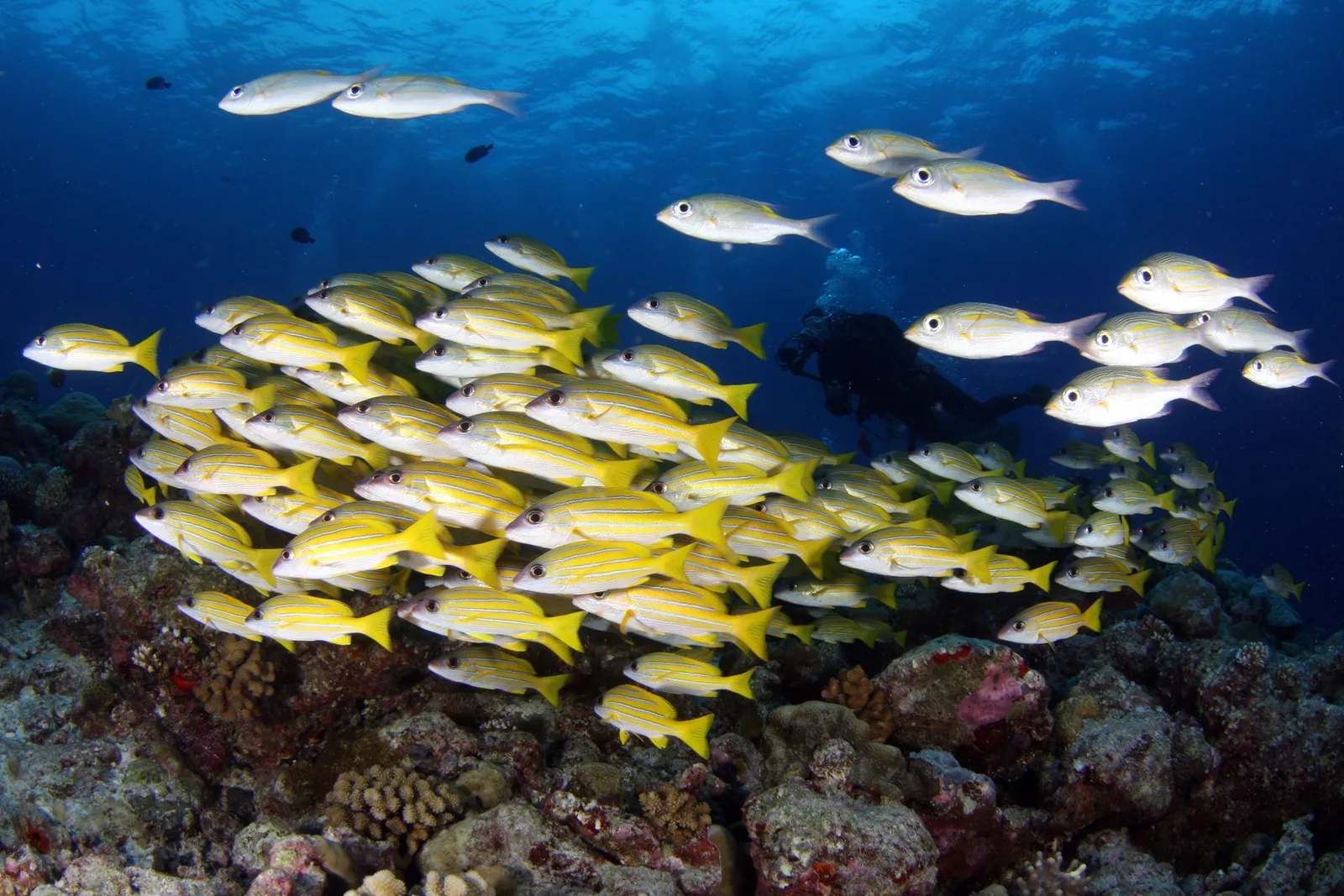 Cardume de peixes amarelos sobre um recife de coral