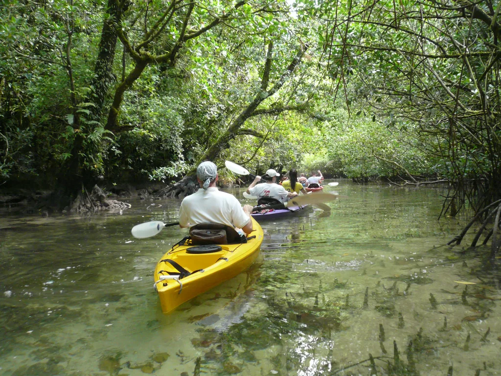 Caiaques remando por um canal de manguezal nas Rock Islands, Palau