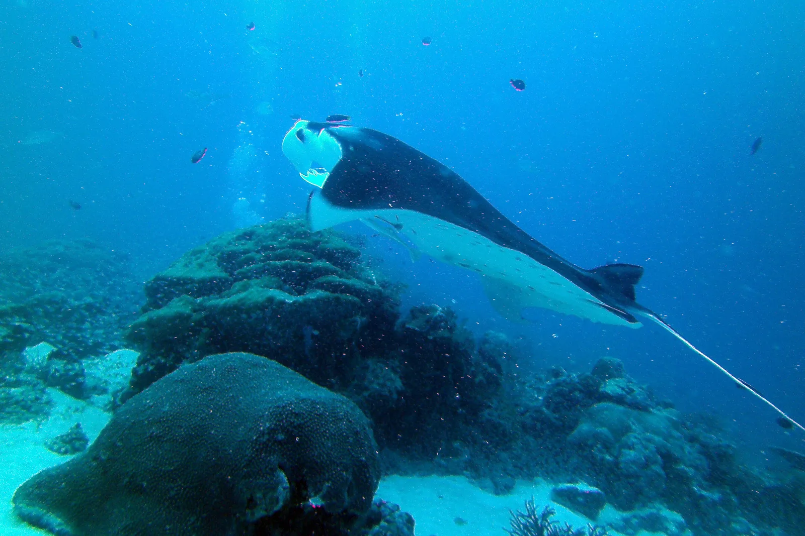 Arraia-manta nadando sobre o recife no German Channel, Palau