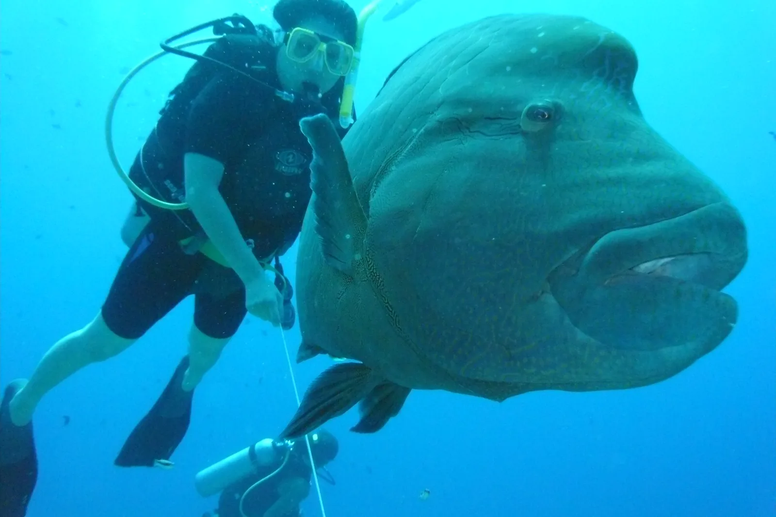 Peixe-napoleão ao lado de um mergulhador em Blue Corner, Palau