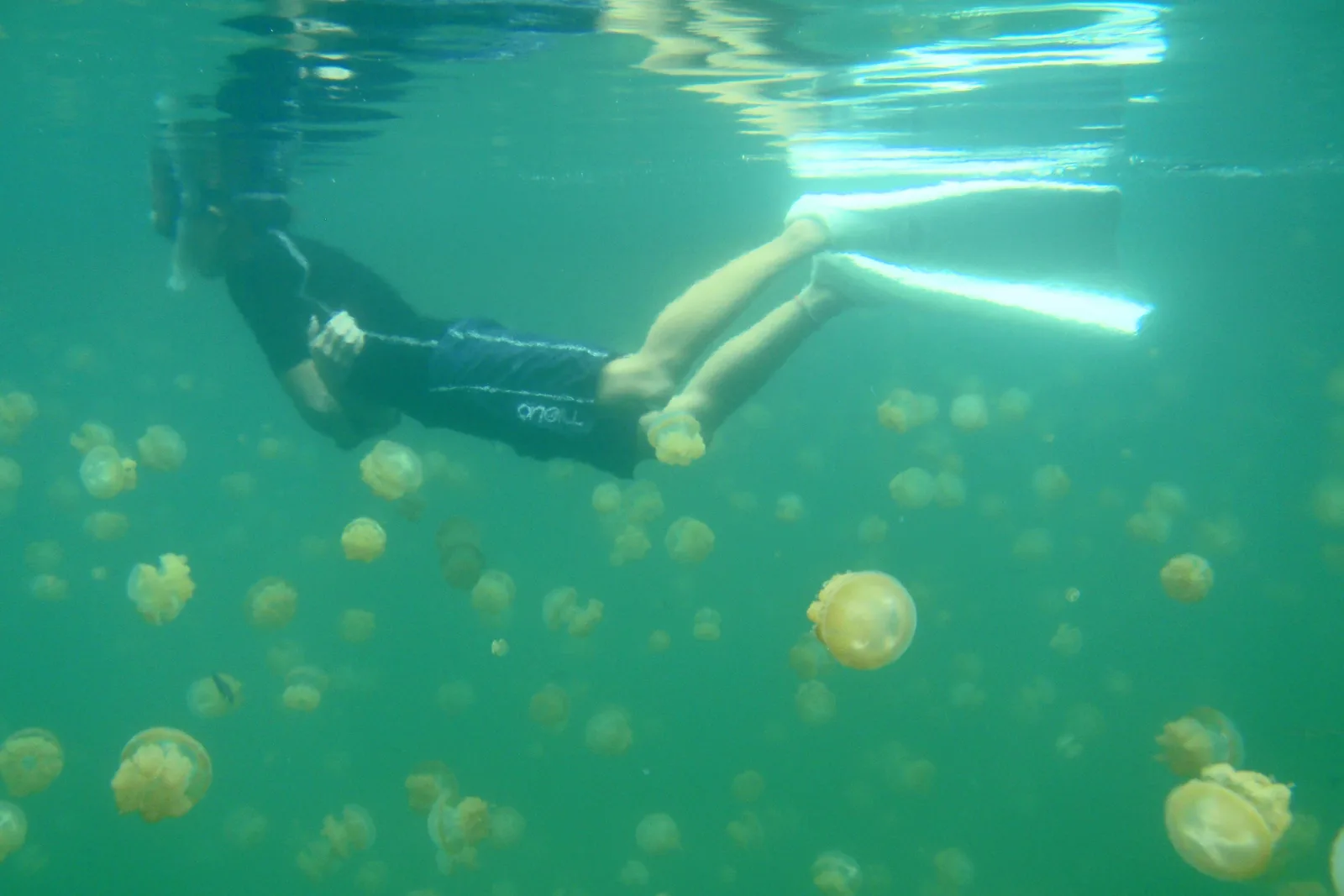 Snorkel entre águas-vivas douradas no Jellyfish Lake, Palau, em 2008