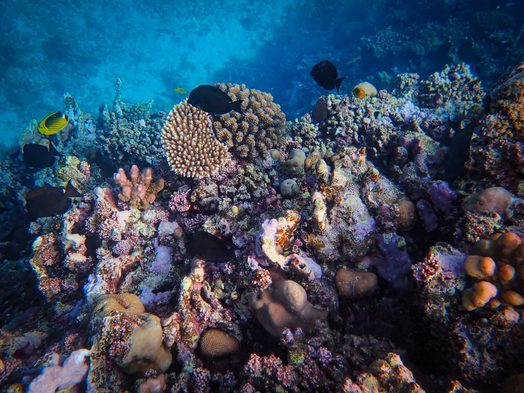Recife de coral com peixes tropicais