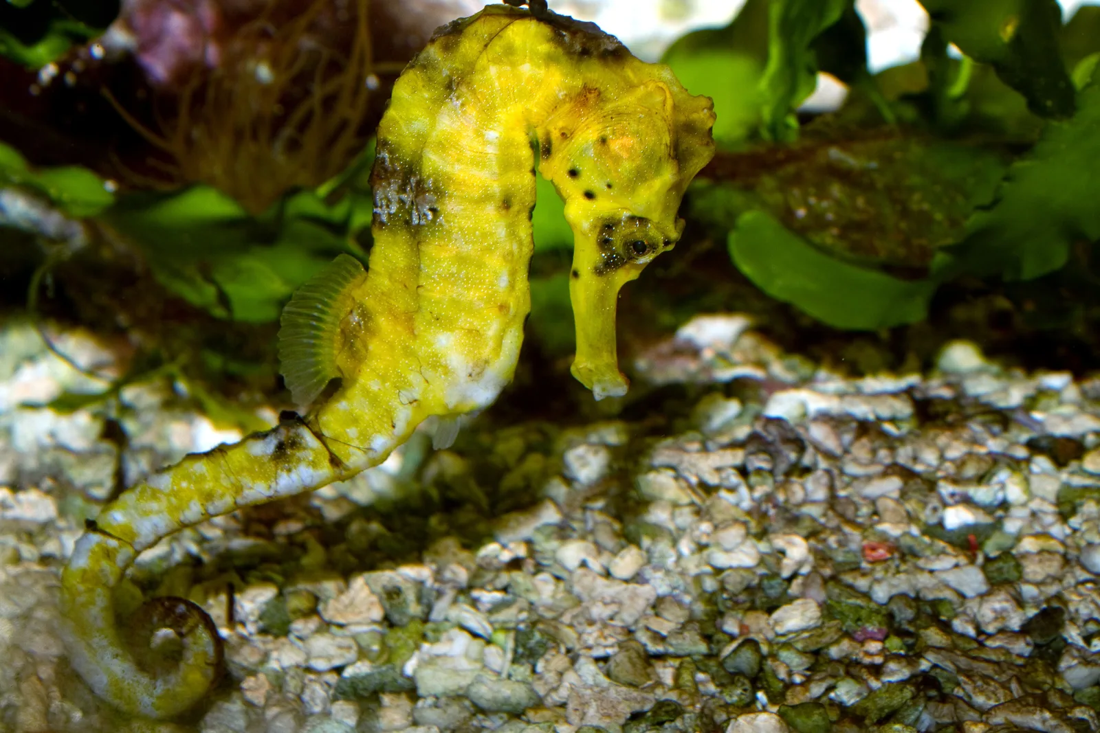Cavalo-marinho-de-focinho-longo (Hippocampus reidi), espécie encontrada nos manguezais de Maracaípe