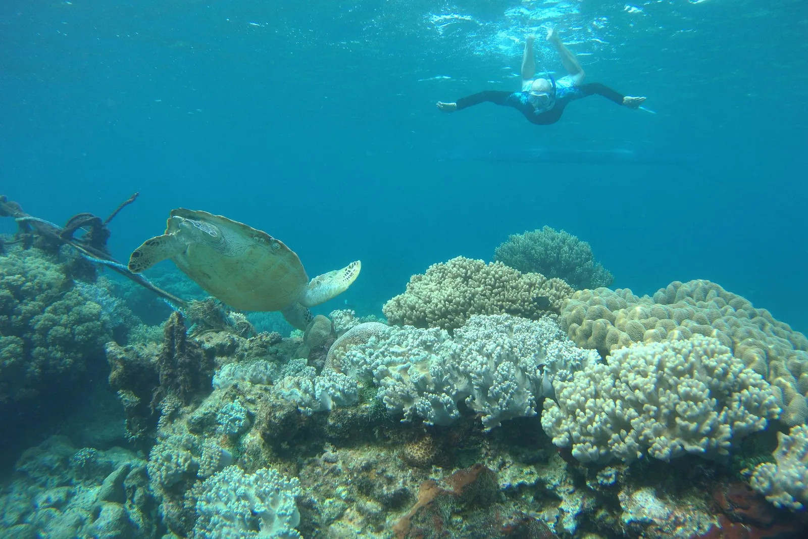 Snorkeler observando uma tartaruga-marinha sobre um recife de coral