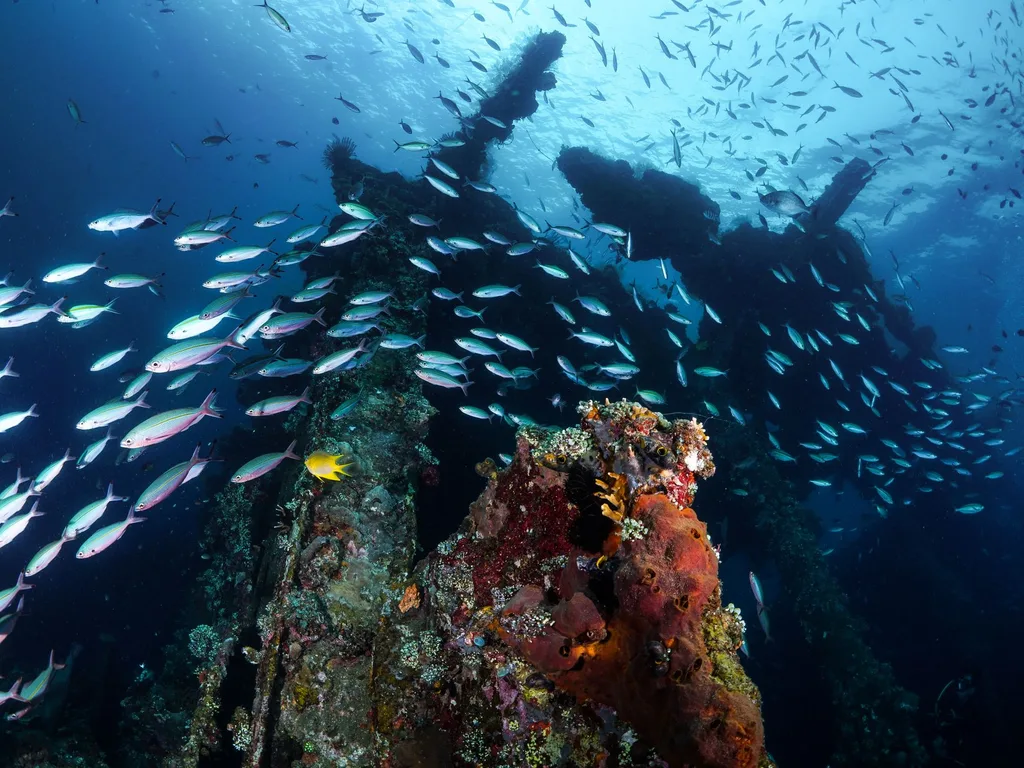 Naufrágio coberto de esponjas e coral, com cardume de peixes ao redor