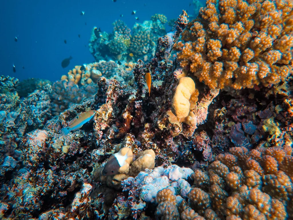 Recife de coral colorido com peixes, em foto subaquática