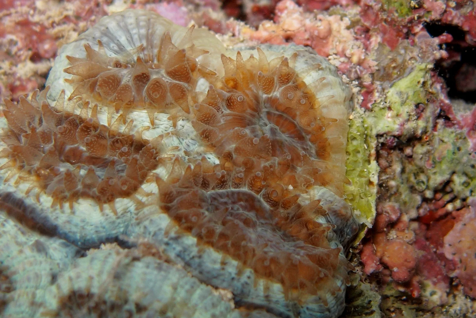 Coral Mussismilia hispida, espécie endêmica do Brasil, com pólipos abertos à noite (registro em Abrolhos)
