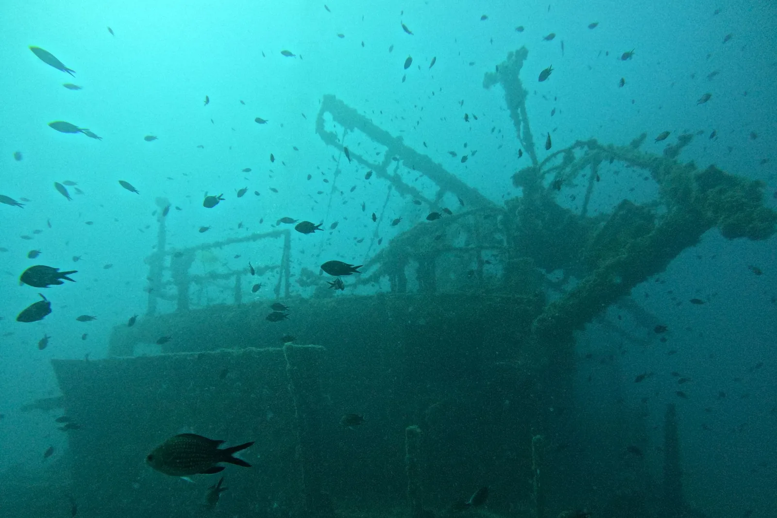 Naufrágio coberto de vida marinha com peixes ao redor