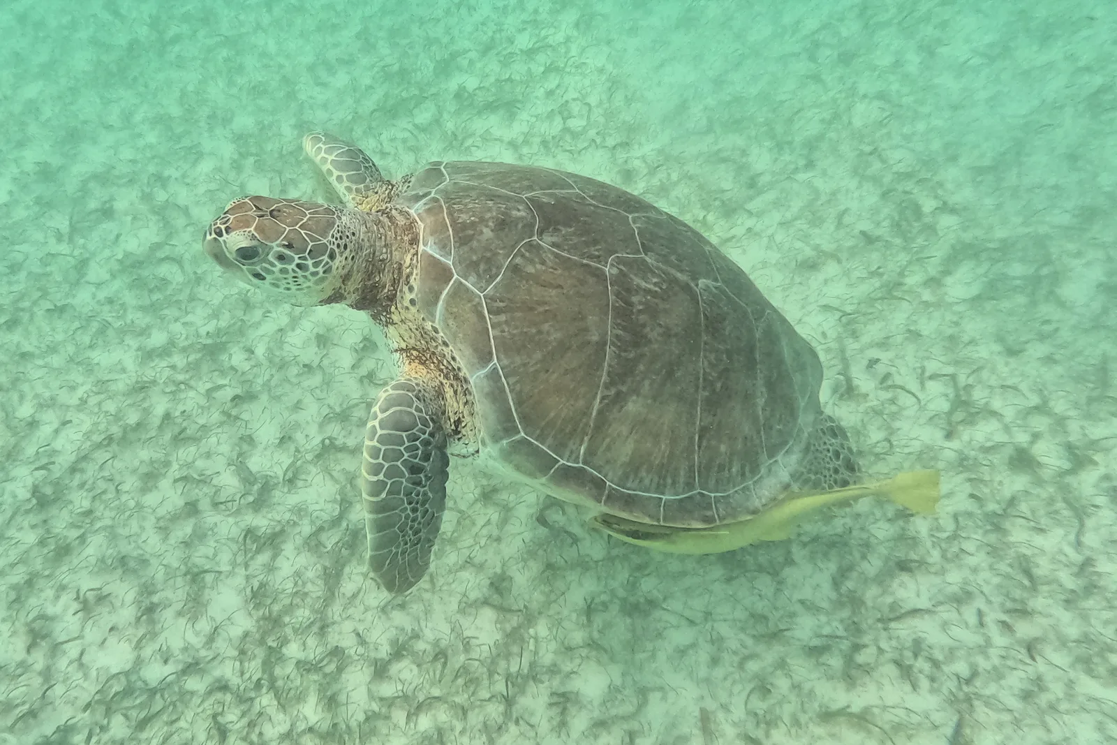 Tartaruga-verde sobre o capim-marinho da baía de Akumal