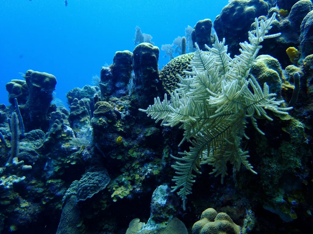 Esponjas-tubo e gorgônias no recife de Roatán, em água azul