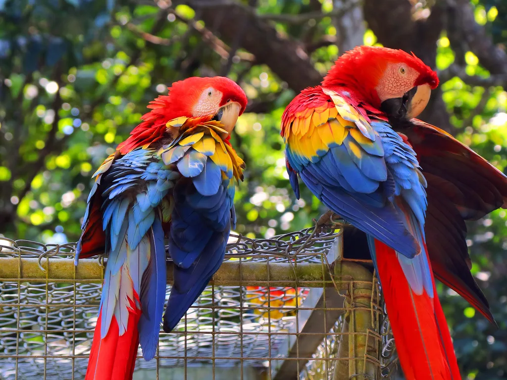 Araras-vermelhas no Gumbalimba Park, em Roatán