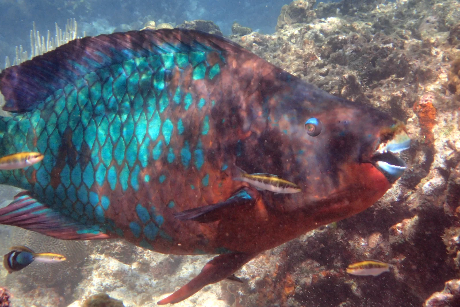 Peixe-papagaio colorido junto ao recife de Roatán