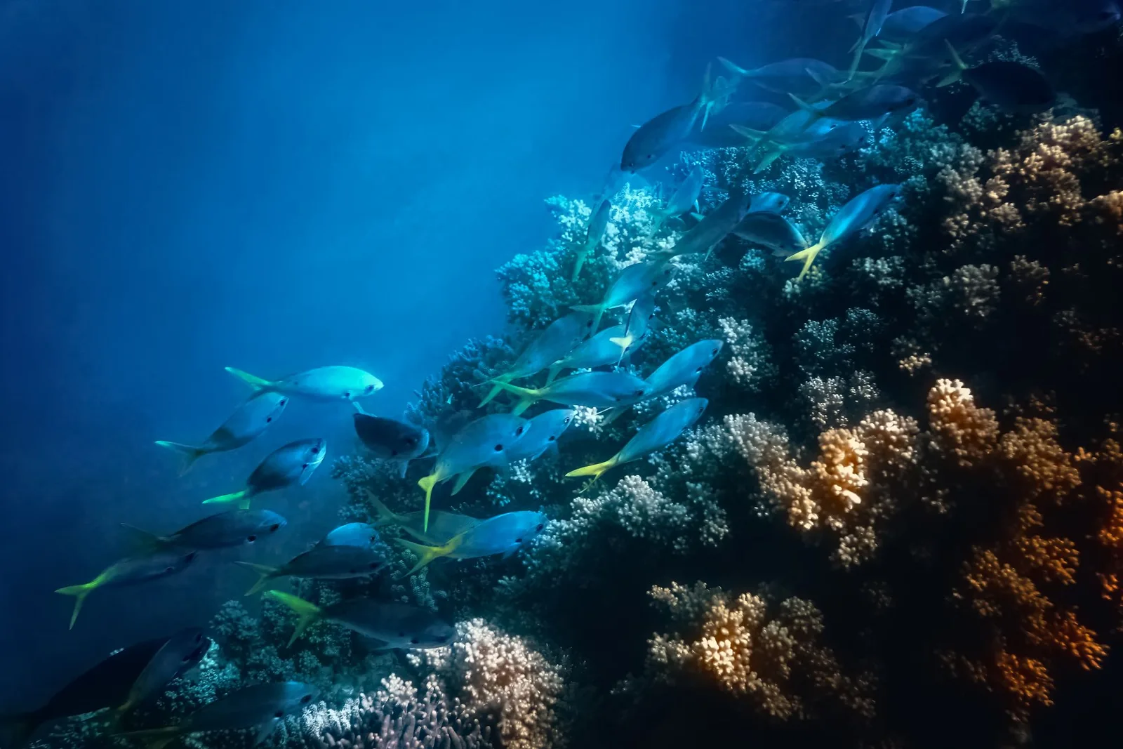 Cardume de peixes sobre recife de coral em água azul