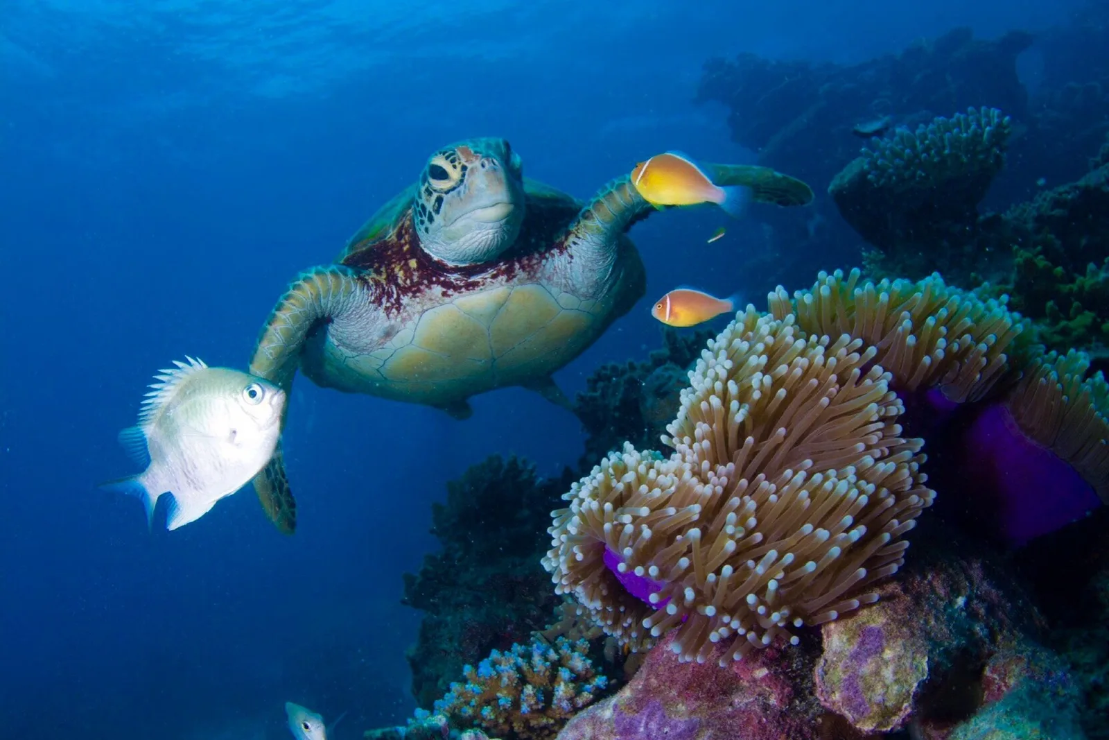 Tartaruga-verde nadando ao lado de um recife de coral