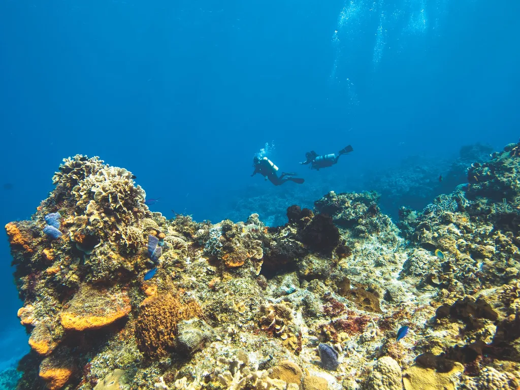 Dupla de mergulhadores sobre recife de corais e esponjas no azul