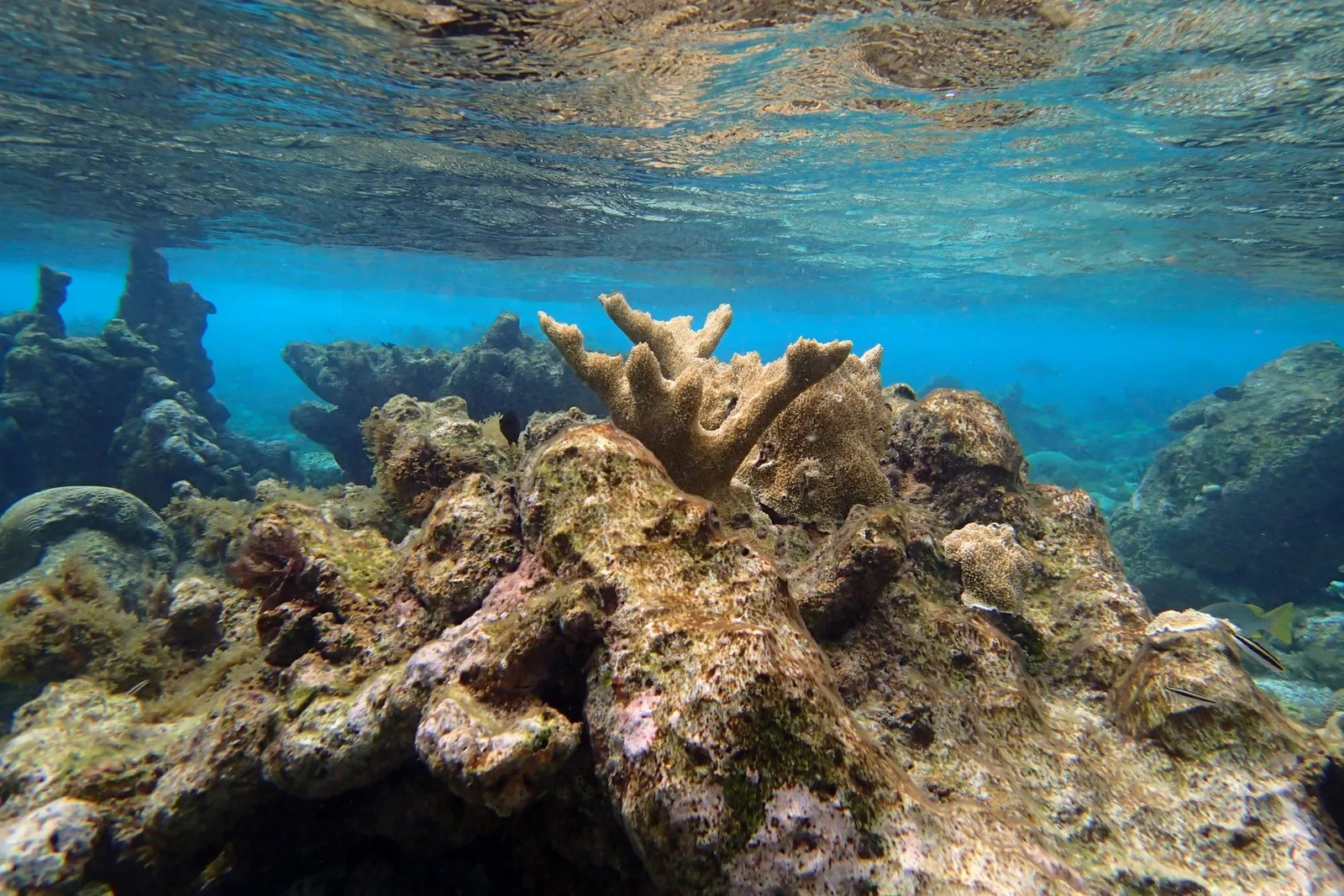 Coral-chifre-de-alce em recife raso do Caribe